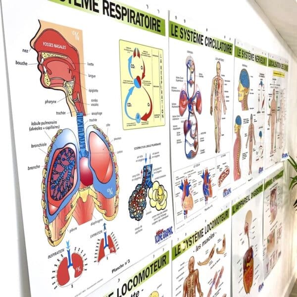LOT DE PLANCHES ANATOMIQUES: FONCTIONS VITALES