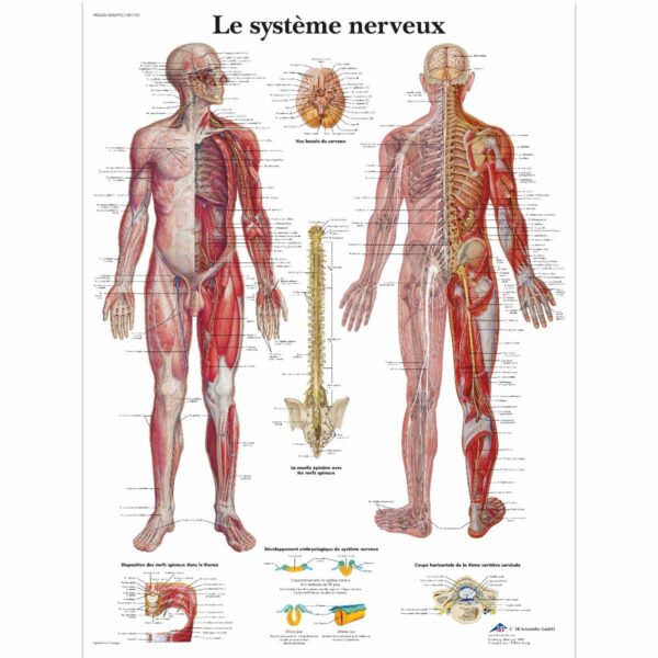 PLANCHES ANATOMIQUES FORMAT POSTER