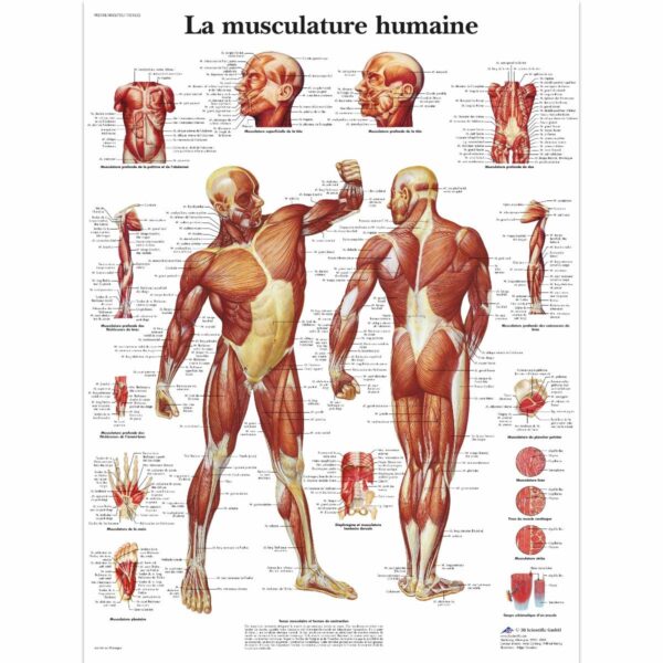 PLANCHES ANATOMIQUES FORMAT POSTER – Image 2
