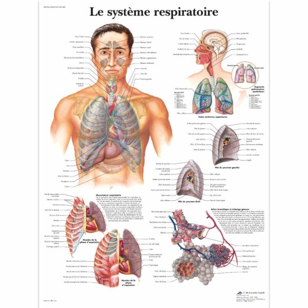 PLANCHES ANATOMIQUES FORMAT POSTER – Image 4